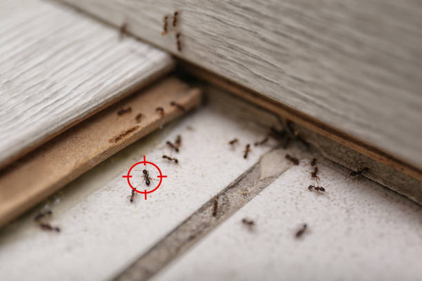 Best Wasp Removal Services  in Lukachukai, AZ